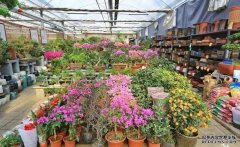 石家庄有一处花卉市场被誉为“小植物园”充满了春天的气息
